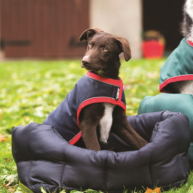 Rambo-Waterproof-Dog-Rug---Navy-Red-219255