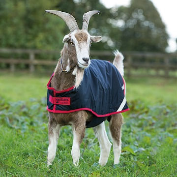 Horseware-Ireland-100g-Goat-Coat---Navy-Red-140510