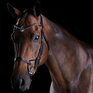 Collegiate ComFiTec Crystal Bridle - Black