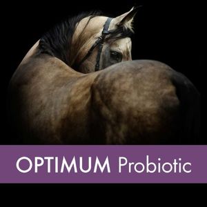Digestion & Gut Health Supplement – Mad Barn Optimum Probiotic
