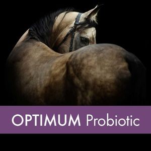 Digestion & Gut Health Supplement – Mad Barn Optimum Probiotic