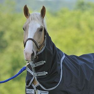 Amigo Stock Horse Rain Sheet Hood - Black/Silver