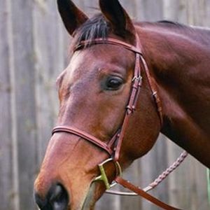 HDR Advantage Plain Raised Bridle - Oakbark