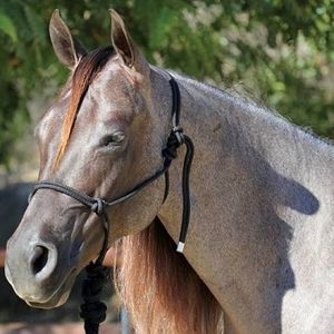 Professional's Choice Rope Halter - Black