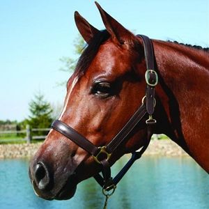 HDR Advantage Padded Leather Halter