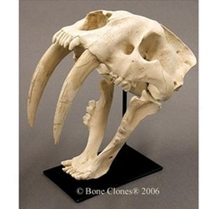 Bone Clones Sabertooth Cat, Smilodon Skull Antique Finish