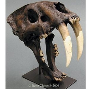 Bone Clones Sabertooth Cat, Smilodon Skull Tarpit Finish