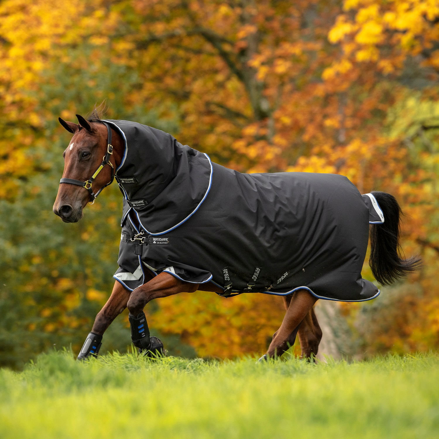 apple saddlery blundstone
