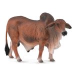 corral-pals-red-brahman-bull