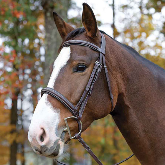 AvignonBridle