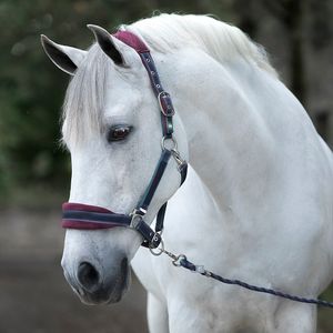 Rambo Padded Halter - Burgundy/Navy