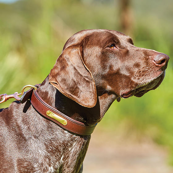 Weatherbeeta store dog collar