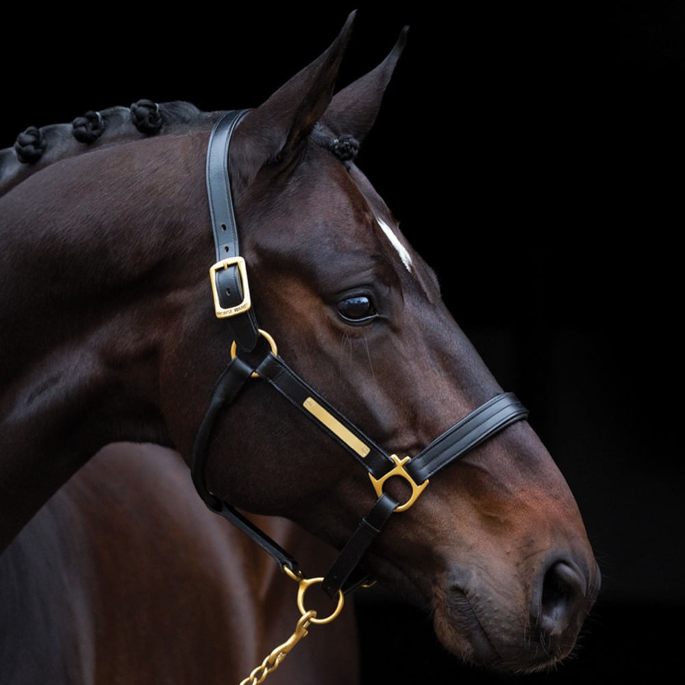 Amigo Padded Leather Halter - Black