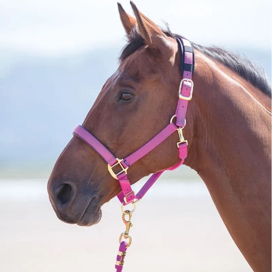 Shires-387L-Pink