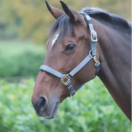 Shires-387L-Grey