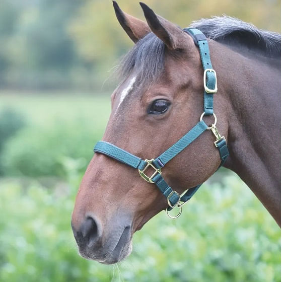 Shires-387L-Dark-Green