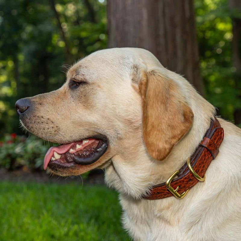 Labrador hot sale dog collar