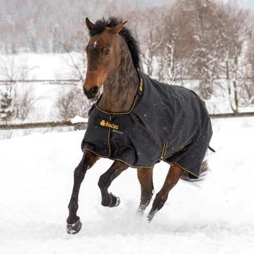 bucasirishpony150