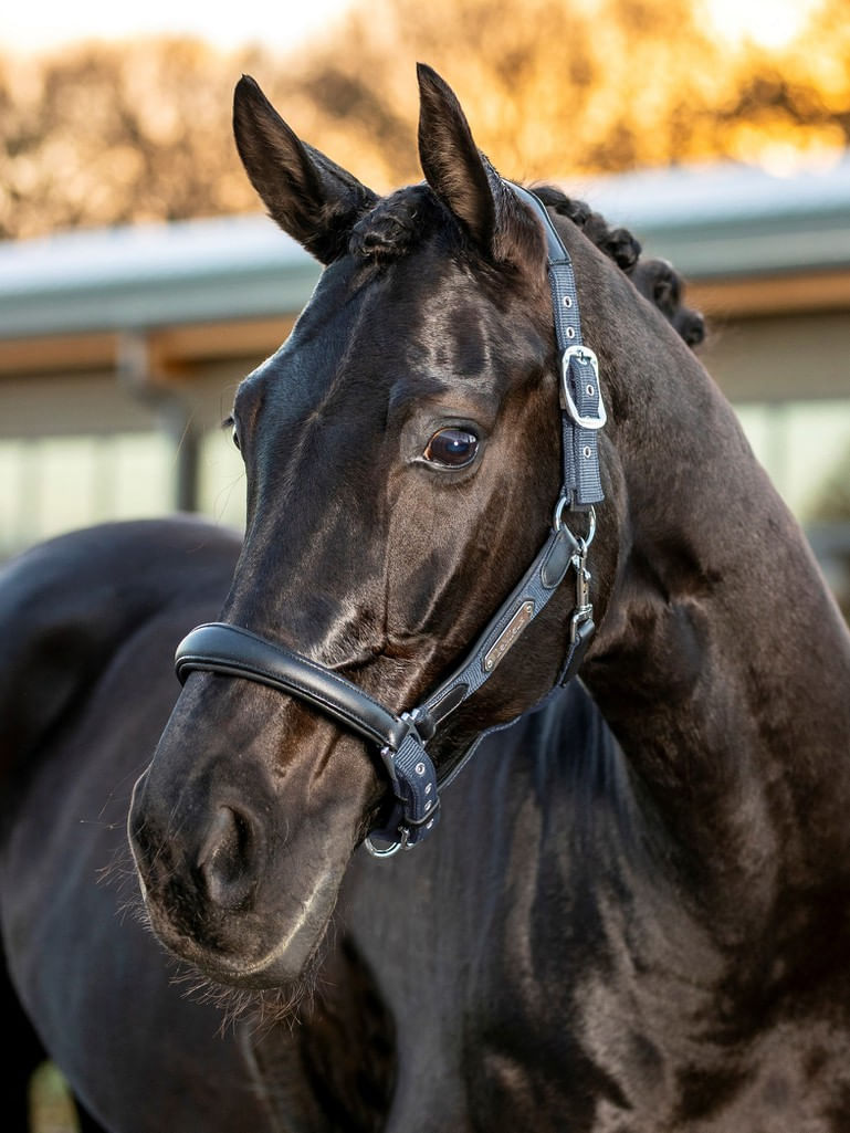 Lemieux-Capella-Halter---Jay-Blue