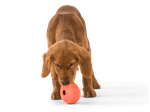 West-Paw-Zogoflex-Rumbl-Toy-Small---Melon