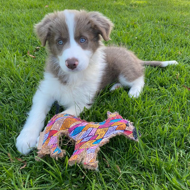 Outback-Tails-Desert-Dog-Chew-Toy---Ben