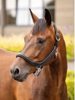 LeMieux-Leather-Grooming-Halter---Black