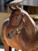 LeMieux-Leather-Grooming-Halter---Brown