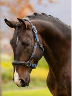 LeMieux-Capella-Halter---Atlantic