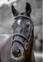 Kudos-Double-Noseband