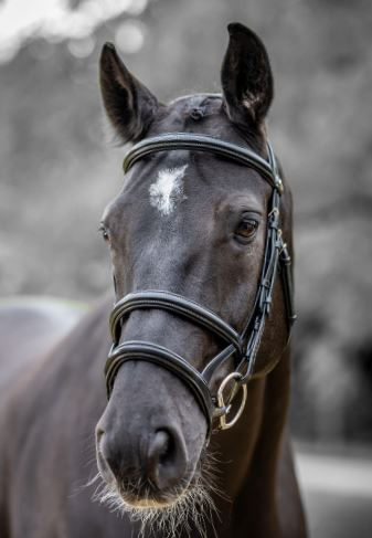 Kudos-Double-Noseband