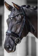 Kudos-Patent-Bridle