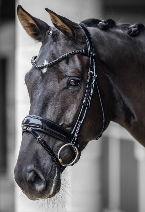 Kudos-Patent-Bridle