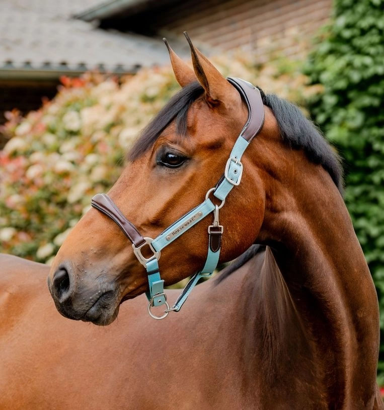 Horseware-DHHMM1-ND00-main