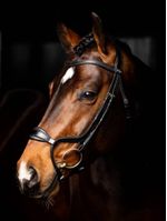 LeMieux-Arika-Anatomic-Noseband-Bridle---Black