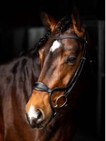 LeMieux-Arika-Anatomic-Noseband-Bridle---Black