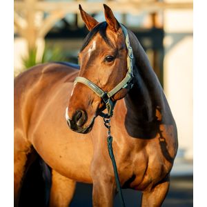 Amigo Halter and Lead - Bramble