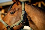dhrx01-ggg0-amigo-headcollar---leadrope-set-SIDE