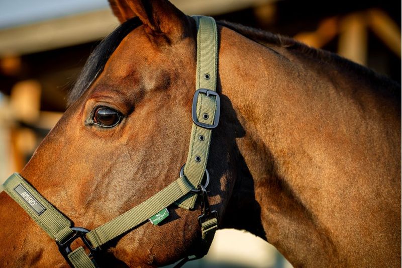 dhrx01-ggg0-amigo-headcollar---leadrope-set-SIDE