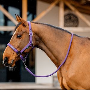 Amigo Halter & Lead Rope Set - Winterberry