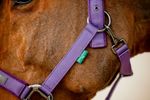 dhrx01-pp00-amigo-headcollar---leadrope-set-SNAP