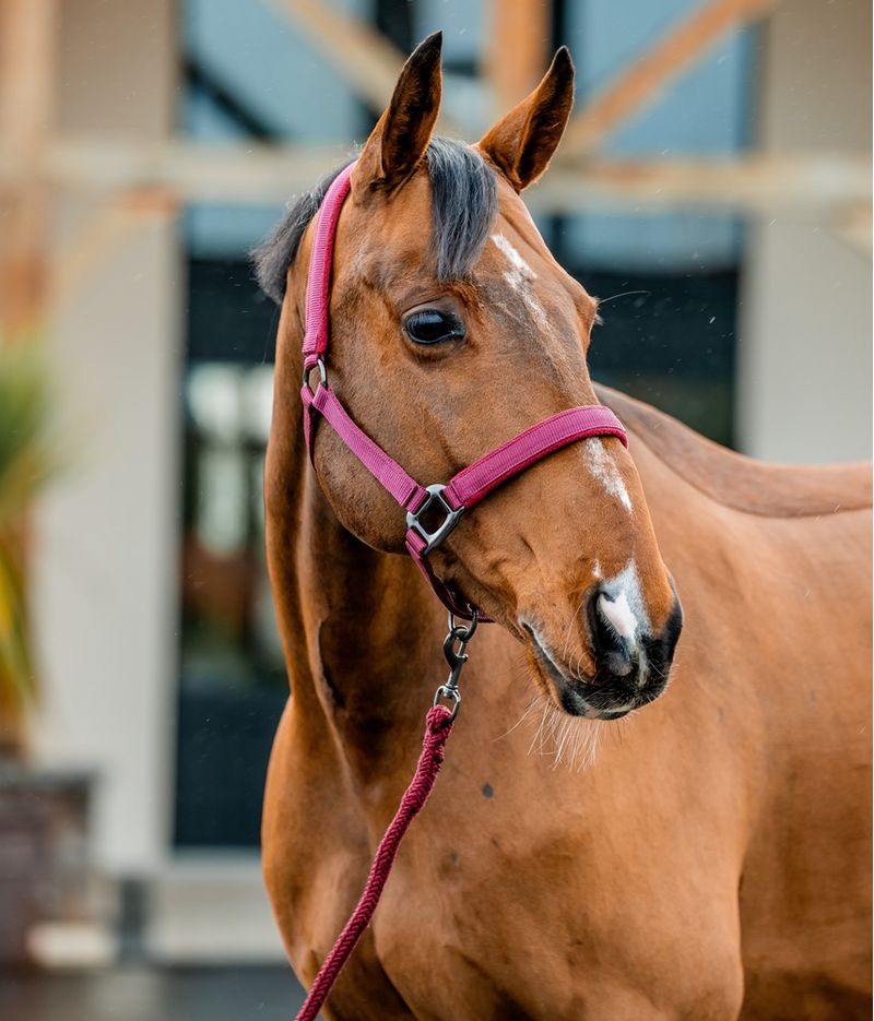 dhrx01-rrr0-amigo-headcollar---leadrope-set-MAIN