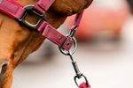 dhrx01-rrr0-amigo-headcollar---leadrope-set-LEAD-SNAP