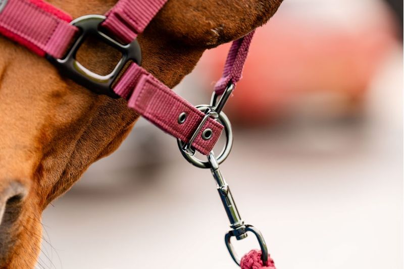 dhrx01-rrr0-amigo-headcollar---leadrope-set-LEAD-SNAP