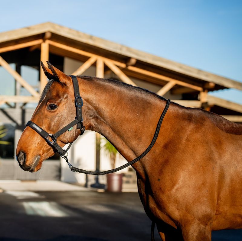 dhrx01-k000-amigo-headcollar---leadrope-set-MAIN