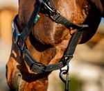 dhrx01-k000-amigo-headcollar---leadrope-set-THROAT-LATCH