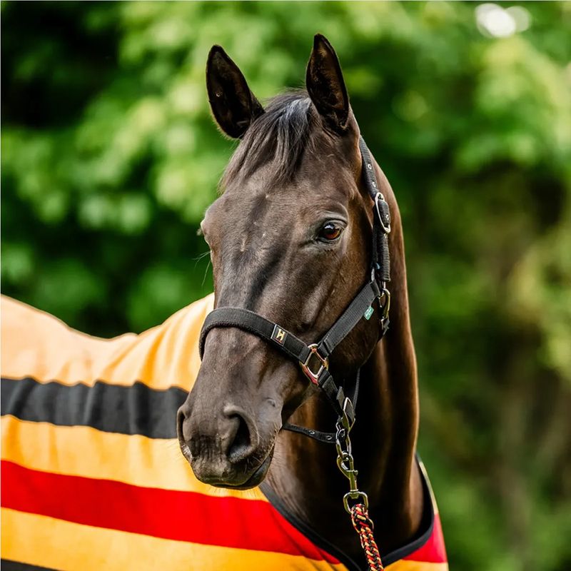 Horsesware-DHHX11-VRK0-a.jpg