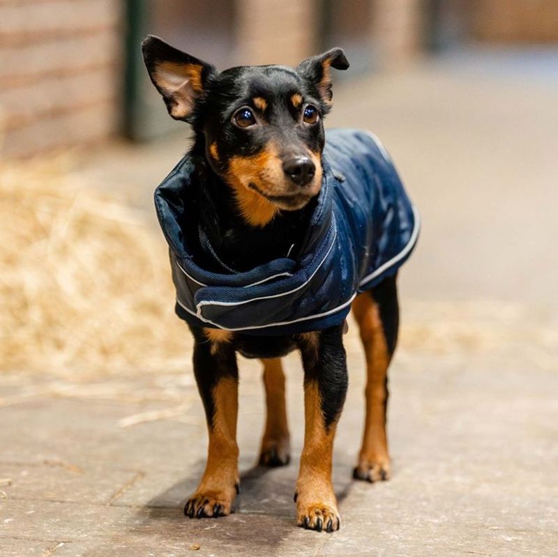 horseware-signature-200g-dog-rug-navy-2