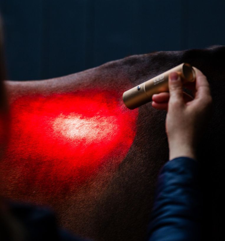 horseware-led-therapy-wand-5