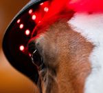 Horseware TLHNT1-KK00 e.jpg