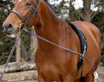 Horze 10802 c.jpg